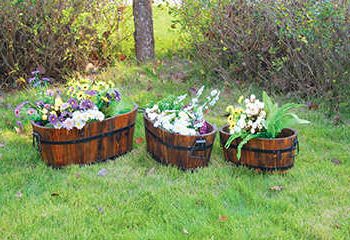 שלושה אדניות לילך